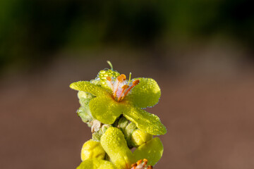 Detail of yellow verbascum flowers with orange stamens covered with dew drops