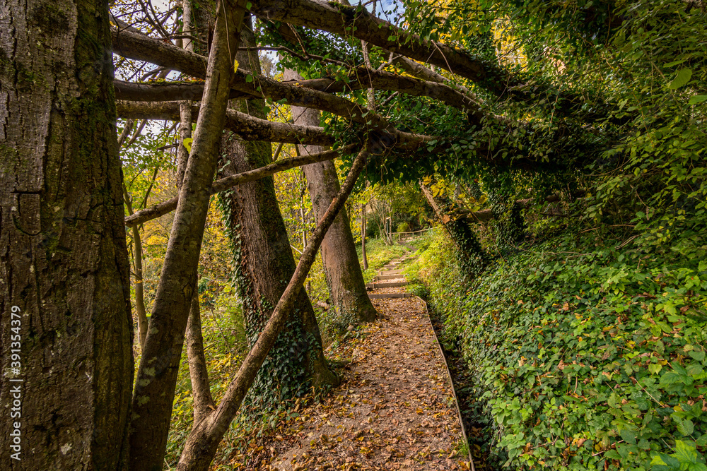 Canvas Prints Fantastic autumn hike along the Aachtobel to the Hohenbodman observation tower