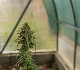 Bruce banner variety of marijuana ripened flower in greenhouse