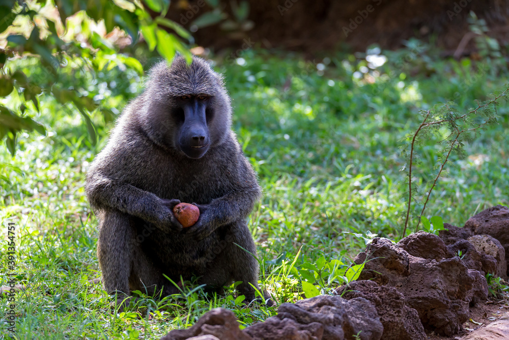 Wall mural a baboon has found a fruit and nibbles on it