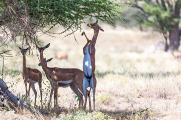 Some gerenuk in the kenyan savanna looking for food - Powered by Adobe