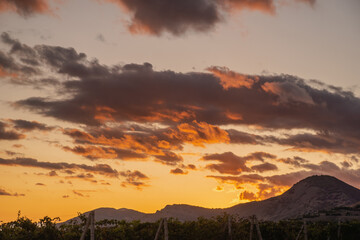 Vineyard at sunset