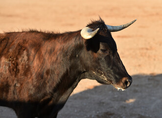 toro español corriendo en un tradicional espectaculo de toreo en una plaza de toros en españa