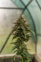 Bruce banner variety of marijuana ripened flower in greenhouse