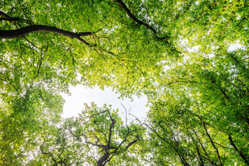 Green tree branches, upward view