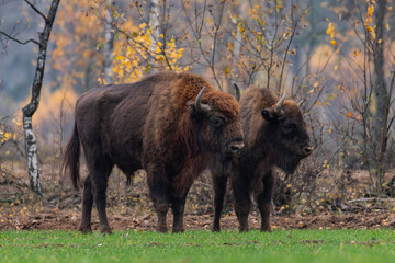 
impressive giant wild bison grazing peacefully in the autumn scenery