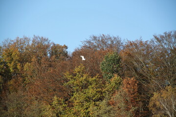 Paysage forestier à l'automne