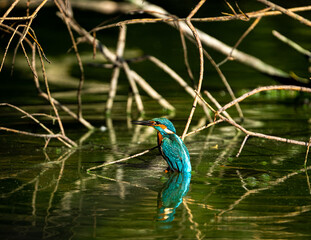 Eisvogel/Kingfisher, Tierfotografie