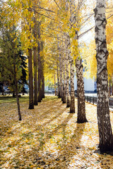 Alley of trees in a city park on sunny day. Autumn mood. Selective focus