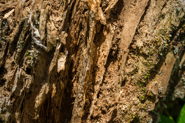 Tree bark close up texture background