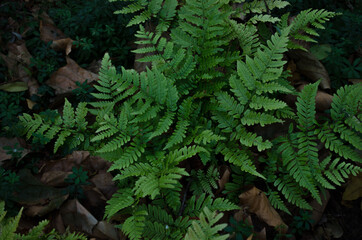 fern leaves