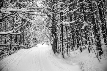 Snowy Winter pine trees