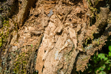 Tree bark close up texture background