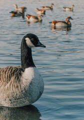 Pato de cuello negro nadando en el lago de Hyde Park en Londres junto a otros patos