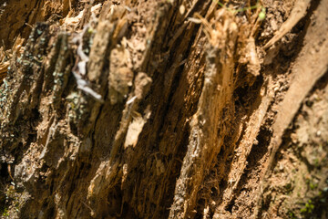 Tree bark close up texture background