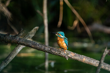 Eisvogel/Kingfisher, Tierfotografie