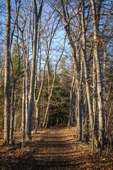 Fototapeta premium Long Point State Park