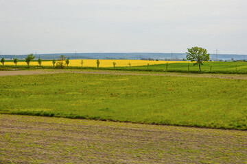 Rapeseed whit electric poles