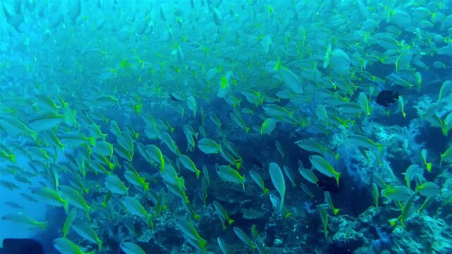 Large school of fish, Thailand
Close up shot underwater, Thailand
