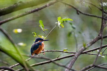 Eisvogel/Kingfisher, Tierfotografie