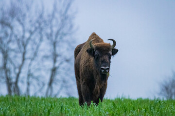 
impressive giant wild bison grazing peacefully in the autumn scenery