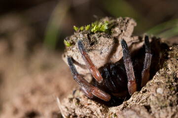Trapdoor spider (Nemesia sp.), Liguria, Italy