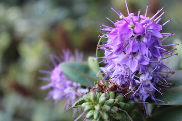 small violet flower in a garden