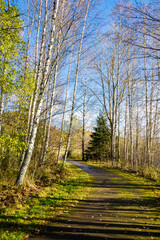 Fototapeta premium View of the walking alley by the Lake Tjustrasket in autumn, Siuntio, Finland
