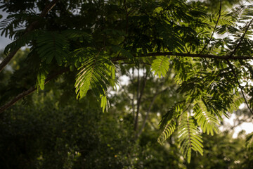 Mimosa Tree branch with leaves
