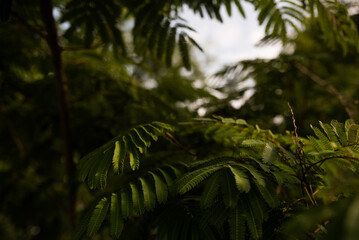 Mimosa tree branch with leaves in the evening