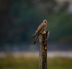 Turmfalke,Kestrel, Tierfotografie