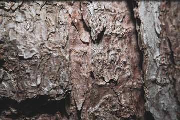 Fototapeta premium Tree bark close up texture background