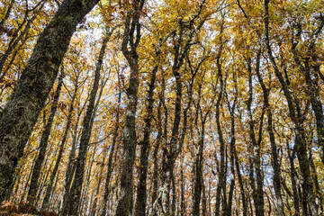 Obraz premium Tejeda de Tosande. Fuentes Carrionas Natural Park, Fuente Cobre- Palentina Mountain. Palencia, Spain