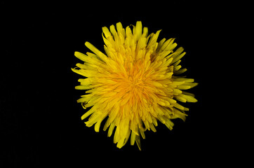 Tarassaco 1 © fantomas70