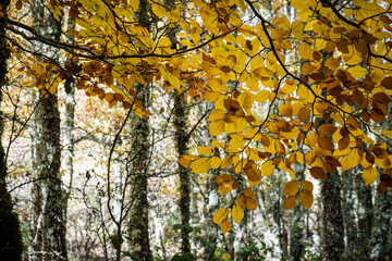 Tejeda de Tosande. Fuentes Carrionas Natural Park, Fuente Cobre- Palentina Mountain. Palencia,  Spain