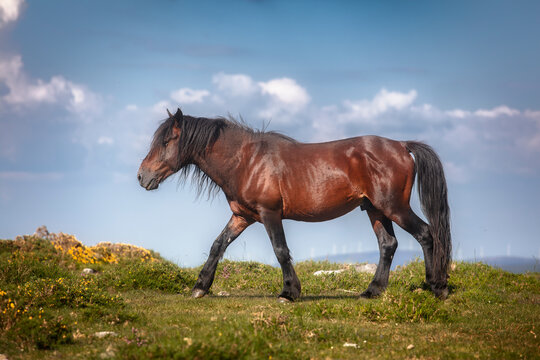 Wild horse in the mountains of Galicia, Spain