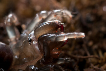 Purse web spider (Atypus affinis), Italy.