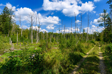 destroyed trees in the forest