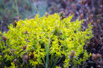 flowers in the forest