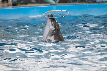 Dolphin playing with ring in dolphinarium and jumping on poolside