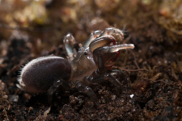 Purse web spider (Atypus affinis), Italy.