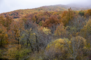 Pardomino Forest, Picos de Europa Regional Park, Boñar, Castilla-Leon, Spain