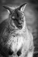 Fototapeta premium A Close Up Of A Wallaby Front On