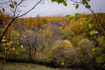 Pardomino Forest, Picos de Europa Regional Park, Boñar, Castilla-Leon, Spain