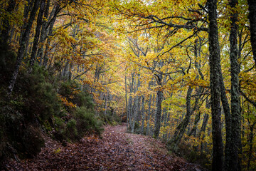 Pardomino Forest, Picos de Europa Regional Park, Boñar, Castilla-Leon, Spain