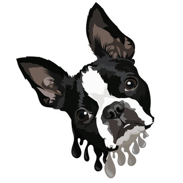 Boston Terrier. Vector image, drawing. Dog portrait