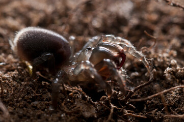 Purse web spider (Atypus affinis), Italy.