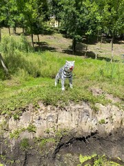 Exposition of a white tiger in the Green Guy park