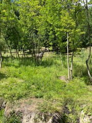 
Exposition of a giraffe in the Green Guy park