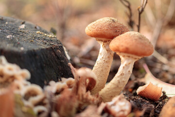 twardnik  przy pieńku © rpetryk